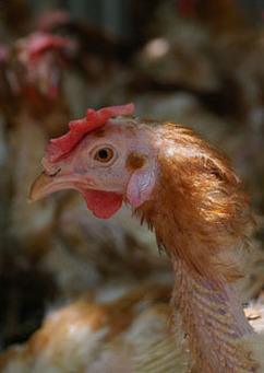 Caring for Ex-Battery Hens - The Battery Hen Adoption Project
